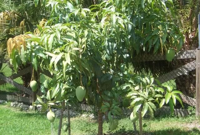在花盆里种出能开花结果的芒果树，用播种培育可就难了