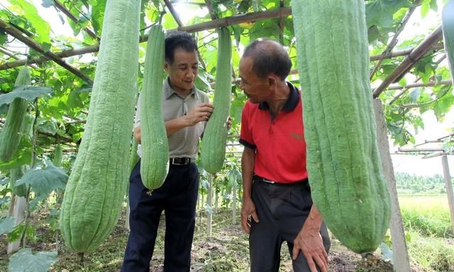 学会这些种植方法，丝瓜高产优收很轻松！