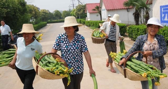 学会这些种植方法，丝瓜高产优收很轻松！