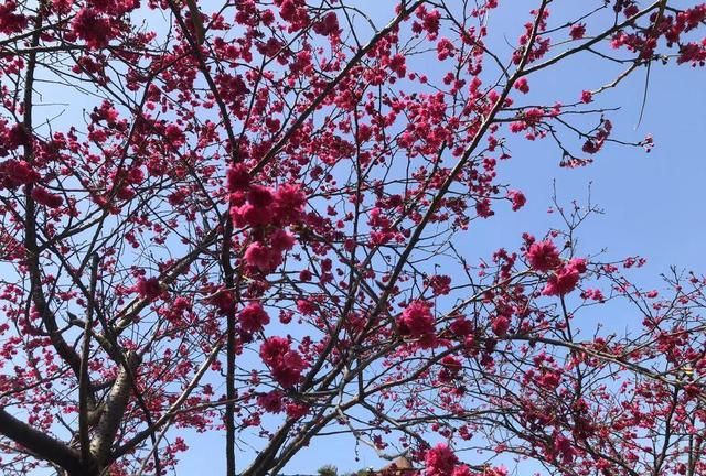 广州三月花正好，这份官方赏花地图请您收好