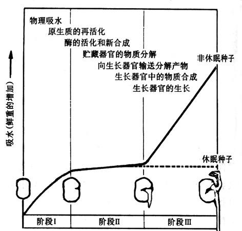 种子萌发生理过程