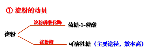 种子萌发生理过程