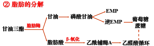 种子萌发生理过程