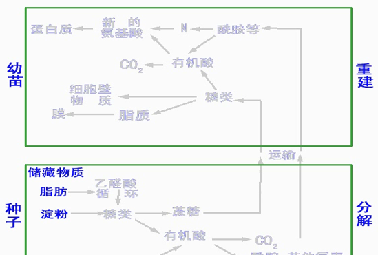 种子萌发生理过程