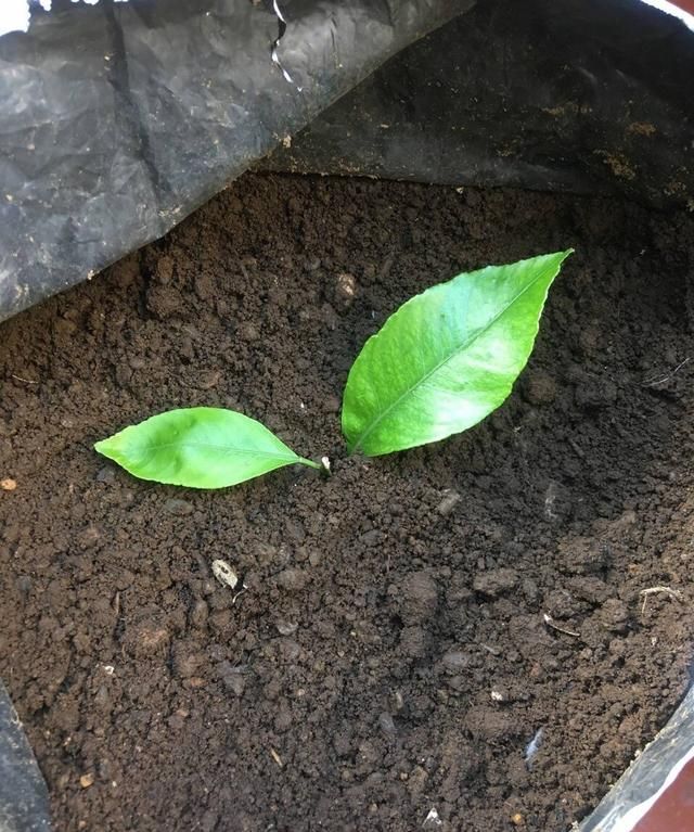 一个塑料袋，一个桶，在家自制绿色有机肥，种花种菜不用买肥料