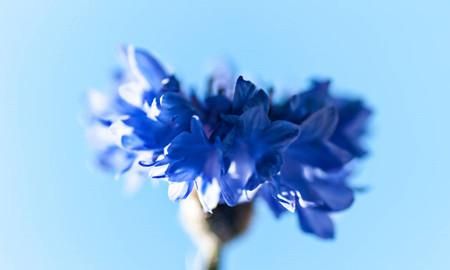 你知道矢车菊的花语和寓意是什么吗？原来它的传说这么美丽