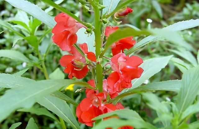 这几种花都是“一年生”，虽然花期有限，但开花时绝对惊艳众人