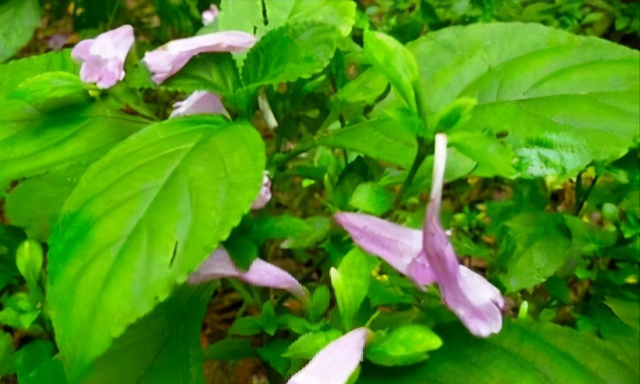 板蓝根-有名的药材，它在什么时候种植和收获？种植技术介绍