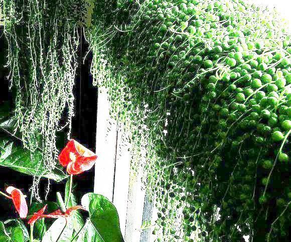 佛珠也叫“珍珠吊兰”，这样养，越长越带劲，绿瀑布就是这样养