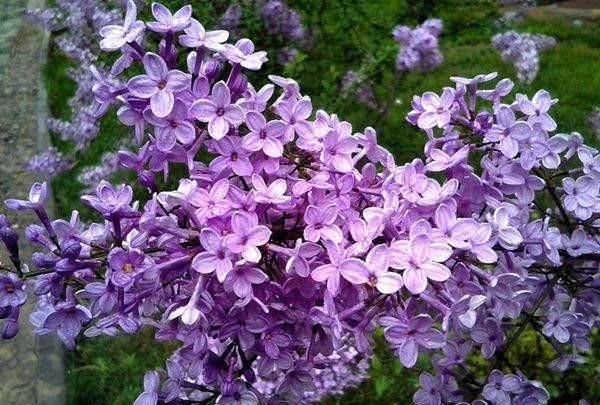 丁香花是什么颜色的 丁香花有多少种颜色：白色、紫色、紫红