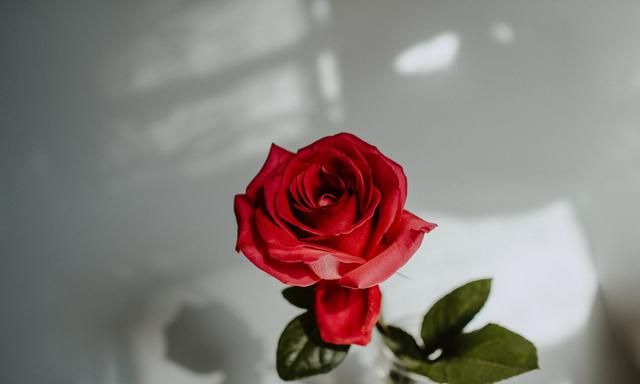 你知道为什么红玫瑰代表爱情吗？