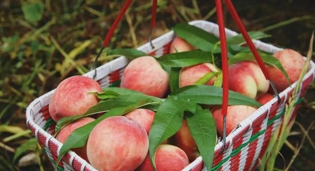 大家都熟悉的桃子到底有什么样的文化，在中国又有什么样地位？