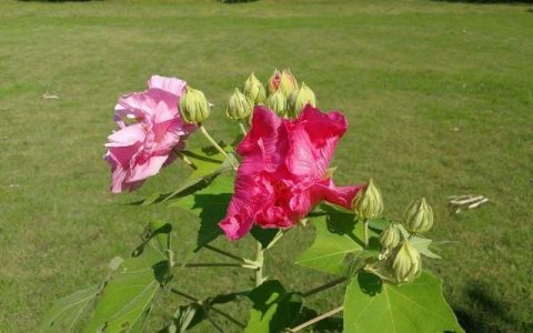 芙蓉花花语，诗情花意：芙蓉花开，竟有如此纯洁的花语