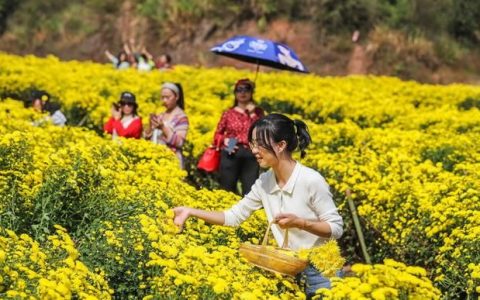 农村种什么赚钱，现在农村种什么前景好？这6个种植赚钱项目，很适合你在农村创业