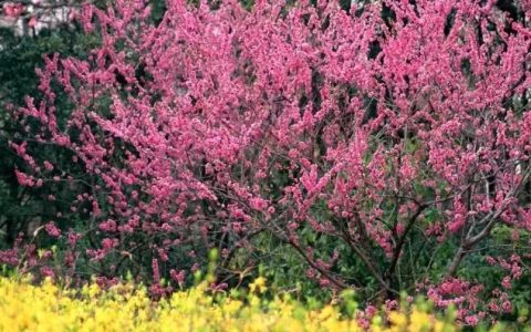 “三生三世十里桃花”桃花图片大全