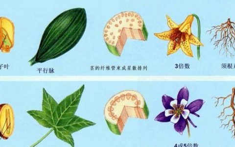 蔷薇类植物「地球生物全系列——植物篇」被子植物门—双子叶植物纲