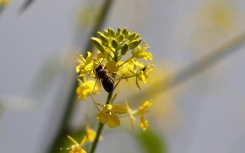 油菜花的花语，油菜花的花语和象征寓意是什么