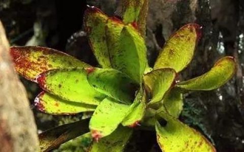热带雨林植物，十种常见的雨林缸植物介绍