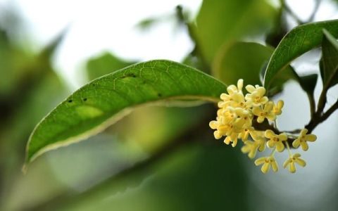 桂花可以栽种养院子里吗？栽种桂花有什么禁忌