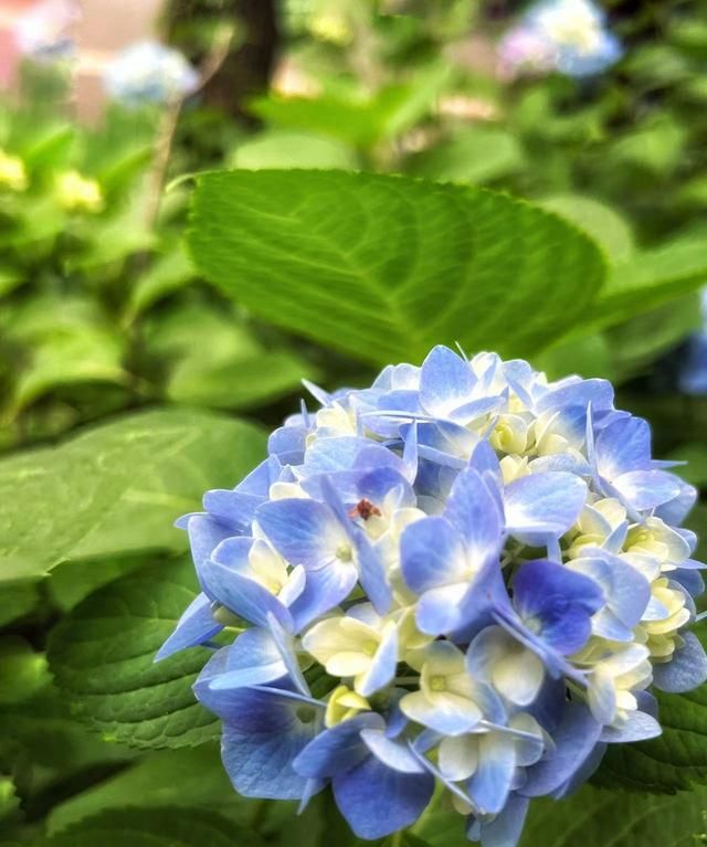 手机摄影故事：绣球花，可以送人蓝色的吗？绣球花是招鬼花么？