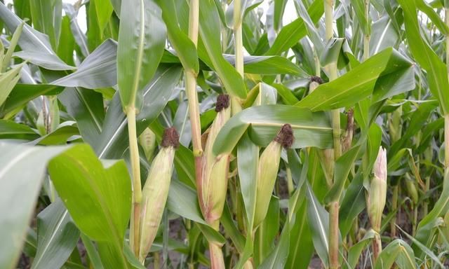 甜玉米高产栽培技术，抓好播种和幼苗管理，提高玉米的产量和质量