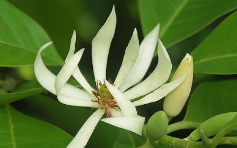 白兰花花语，兰花草的花语