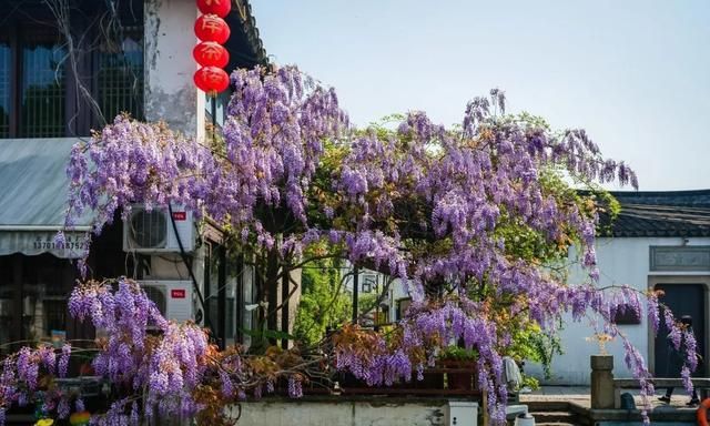 惊艳！苏州这株400年紫藤开花了，满城浪漫依旧
