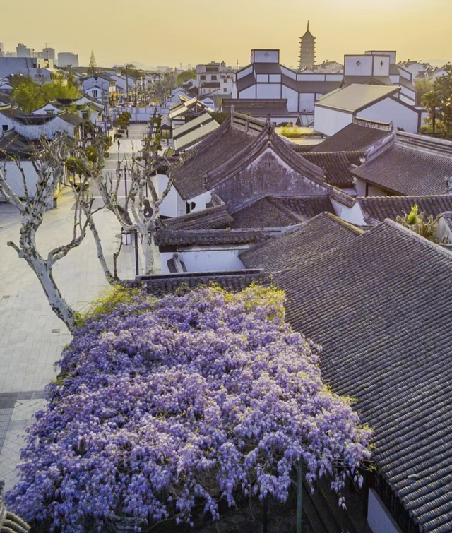 惊艳！苏州这株400年紫藤开花了，满城浪漫依旧