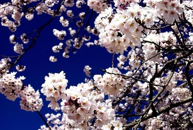 最全套的——花语大全！樱花的花语是——生命/等你回来