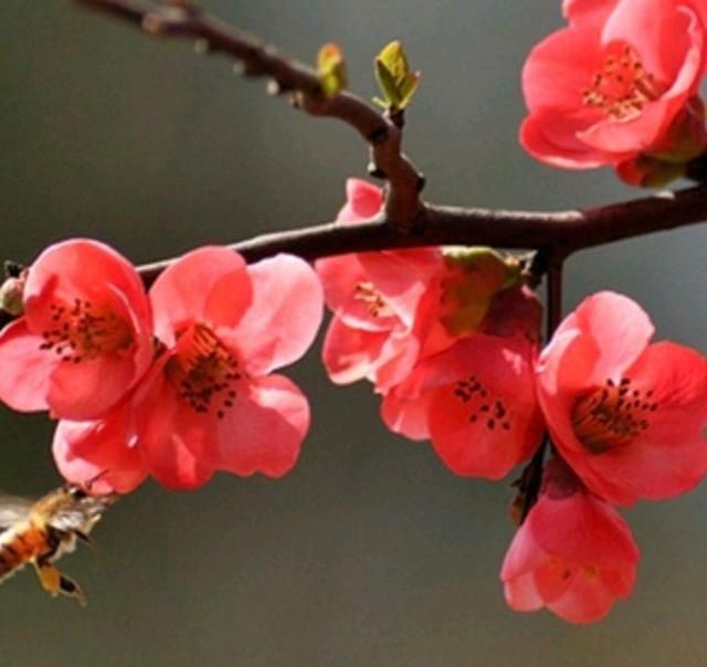 花中之魁——梅花