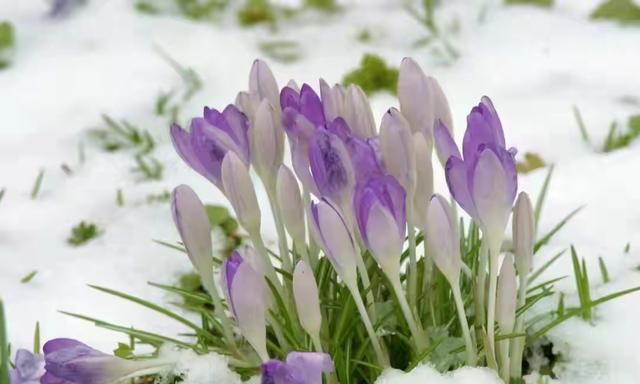 7种“耐寒花”，-20度冻不死，雨雪天也能开花