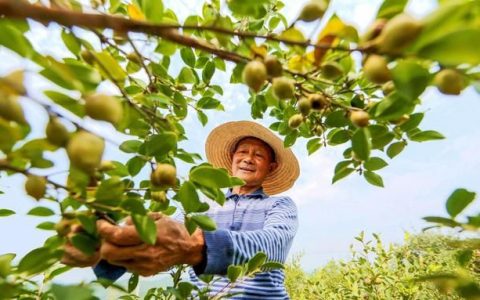 油茶树嫁接，油茶大树嫁接关键技术的优化