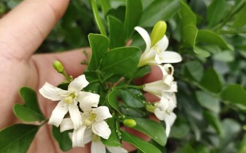 想让九里香花开满枝,这6点要做好,4月后一直开花吗