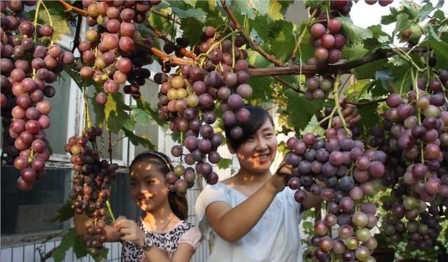 院子里不能种葡萄树？家人出事就赖葡萄树？是科学还是迷信？