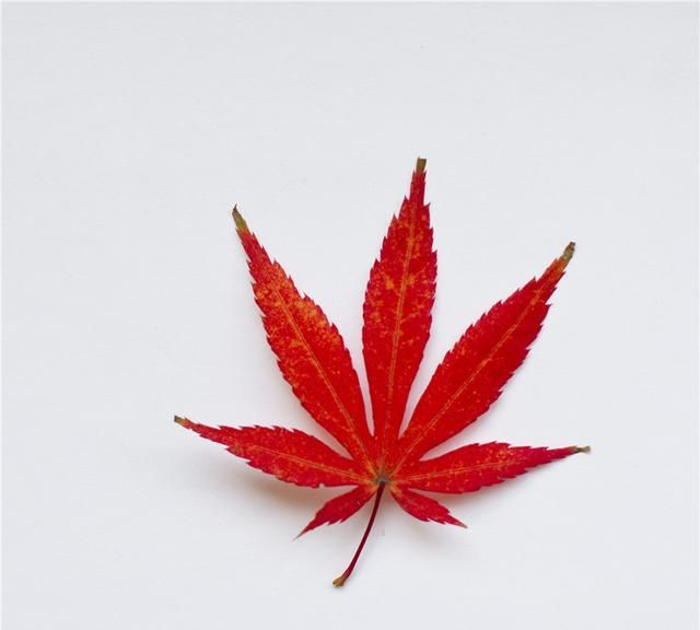 杭州满城红叶，谁是红枫，谁是鸡爪槭，你能分清楚吗？