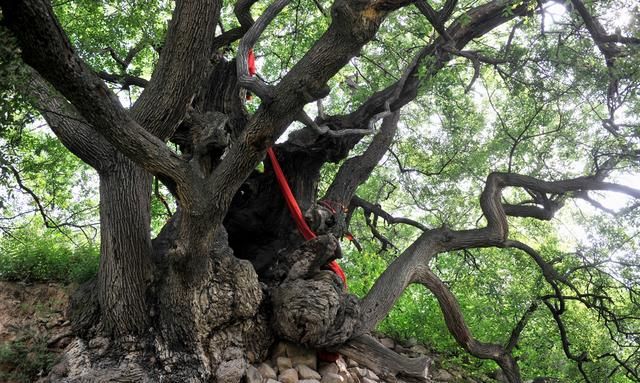 罕见！山西两株古橡树4200岁为舜的弟弟栽种，现入选中国最美古树