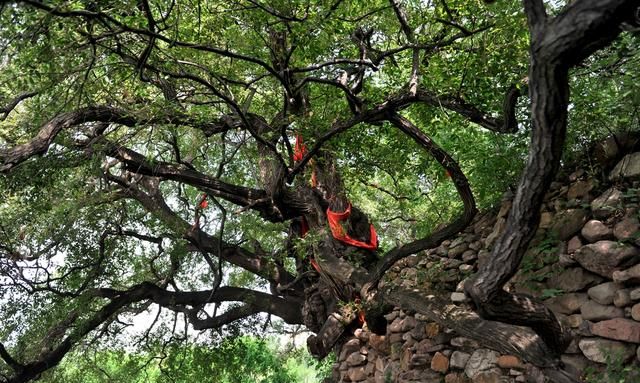 罕见！山西两株古橡树4200岁为舜的弟弟栽种，现入选中国最美古树