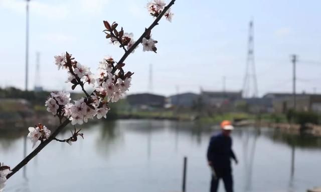 紫叶李果子的好处，公园里的紫叶李的果子能吃吗图2