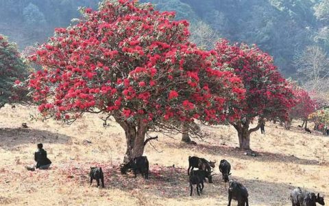 杜鹃花图片，杜鹃花漂亮吗