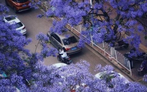 蓝花楹报价，专业种植蓝花楹前景如何呢