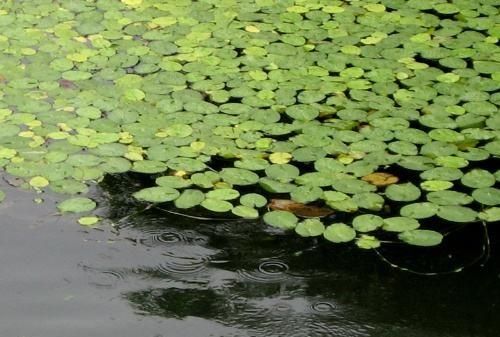 浮萍怎么清除，浮在水面上的浮萍用什么办法清除掉图3