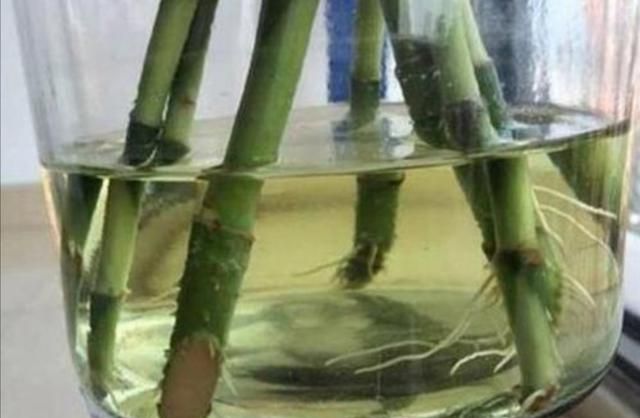 水培富贵竹常见黄叶原因分析，以及解决方法和养护要点