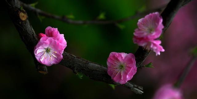 分享一些姹紫嫣红的杏花图片