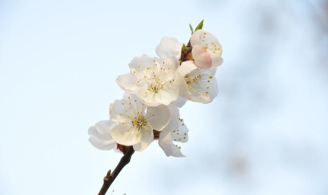 分享一些姹紫嫣红的杏花图片