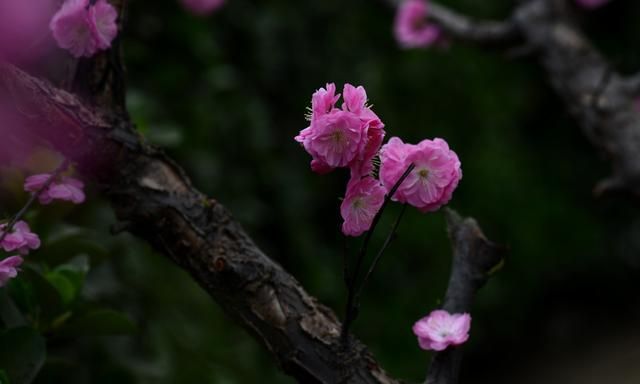 分享一些姹紫嫣红的杏花图片