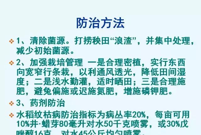 水稻病害，天穗之咲稻姬水稻病害图13