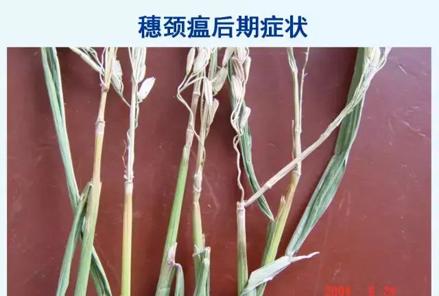 水稻病害，天穗之咲稻姬水稻病害图24