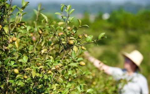 油茶树嫁接，种植油茶树,有什么嫁接方法能提高成活率吗