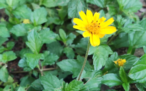 南美蟛蜞菊，广东到处可见的南美蟛蜞菊，你还以为他是蒲公英？