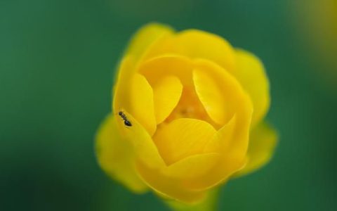 金盏花摄影怎么拍,秋日芦花人像摄影技巧分享